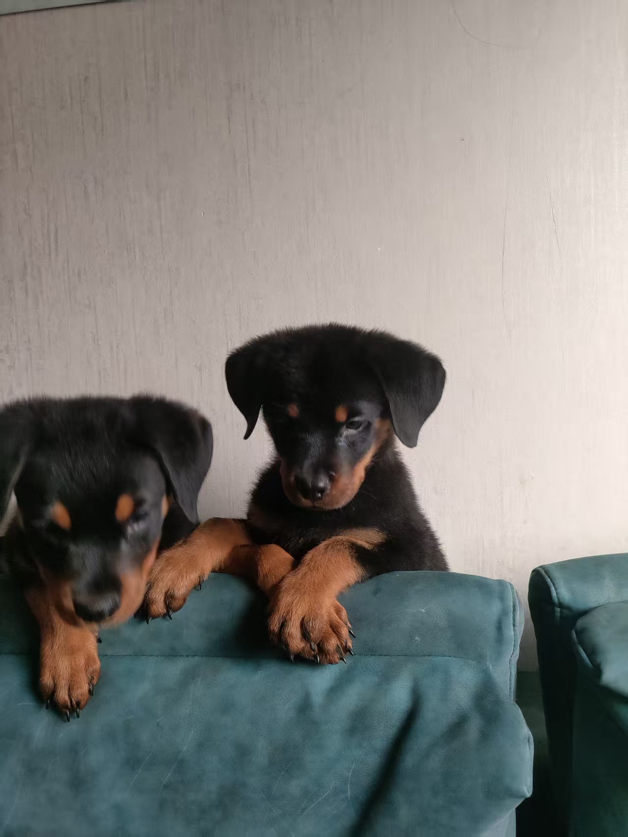 罗威纳幼犬